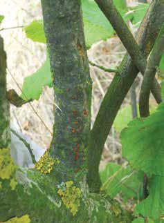 LA COLTIVAZIONE DEL NOCCIOLO Gleosporiosi Il fungo attacca gemme, foglie e amenti.