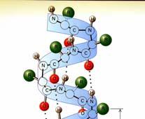 La struttura secondaria è caratterizzata dalla presenza di ponti idrogeno fra i gruppi del legame peptidico di residui non adiacenti, mentre non sono