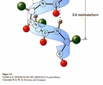 All'interno della stessa proteina, diversi tratti possono assumere la medesima struttura secondaria o strutture secondarie differenti.