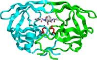 Struttura quaternaria (3) La corretta attività funzionale della proteine richiede la formazione della struttura