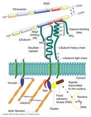 Altre proteine con