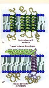 Proteine di membrana Tipica proteina con diversi legami S S (1) Tipica proteina transmembrana a passaggio singolo single pass.