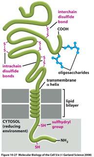 Il legame di idrogeno fra i legami peptidici viene massimizzato se la