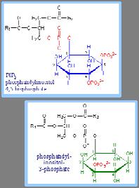 es. i domini pleckstrin homology, (PH) sono in grado di legare il fosfatidilinosiltolo. Alcuni domini PH si legano al PIP 2 (PI 4,5 P2).
