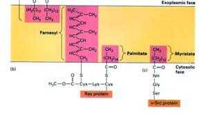 Una proteina può legarsi al versante citosolico della membrana plasmatica