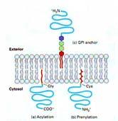 Ancore lipidiche (b) Il miristato può essere aggiunto co traduzionalmente alla glicina N terminale di un gran numero di proteine periferiche, participando perciò al loro legame con la superficie