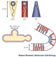 How proteins move lipids and lipids move proteins. Nat Rev Mol Cell Biol. 2001 Jul;2(7):504 13. http://www.nature.com/nrm/journal/v2/n7/images/nrm0701_504a_f5.