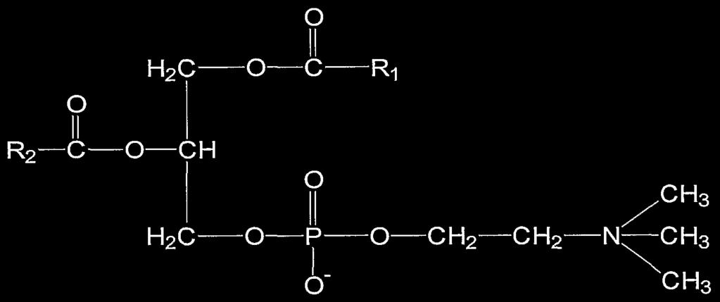La conformazione molecolare dei lipidi determina le proprietà fisiche delle membrane (2) La forma dei lipidi di membrane dipende dalle dimensioni relative delle loro teste polari e delle code apolari.