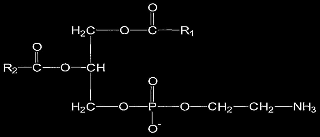 I lipidi con gruppi di testa piccoli, come la fosfatidiletanolamina (PE) hanno forma conica.