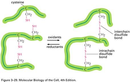 Ponti disulfuro (S-S) tra residui di cisteina Questi legami incrociati possono collegare sia due parti della stessa catena polipeptidica che due catene polipeptidiche diverse.