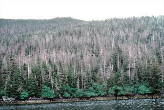 prevalentemente una coorte matura di alberi, anche di specie diverse, con sofferenza generale, riduzione di accrescimento, microfillia,