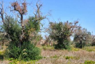 DISSECCAMENTO RAPIDO DELL OLIVO NEL SALENTO - 2013 8000 ha di territorio in Provincia di Lecce, ovvero circa 6000 piante.