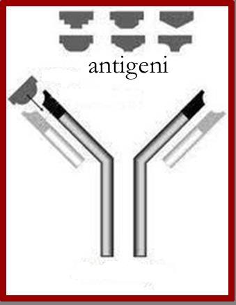 Un siero (parte non corpuscolare del sangue) che contiene anticorpi è detto antisiero (contro uno specifico antigene). La reazione avviene anche al di fuori del corpo dell animale.