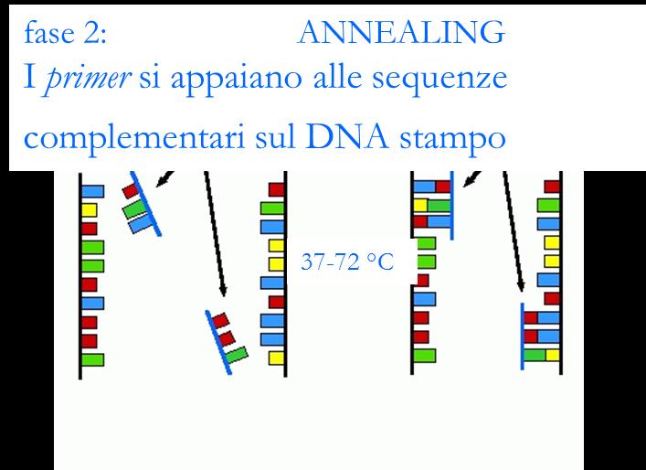 doppia elica di