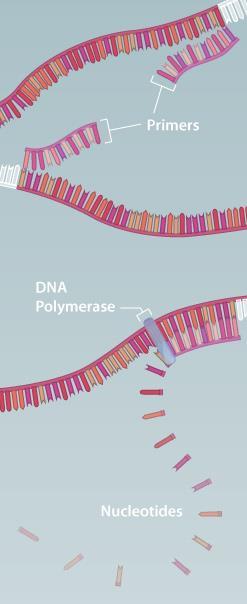 Real-time PCR Una volta amplificata la sequenza di DNA di interesse (amplicone) si procede alla sua identificazione, ad esempio con l ibridazione da parte di una