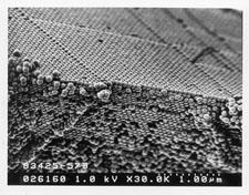 6 La foto SEM mostra una dispersione colloidale di silice essiccata.