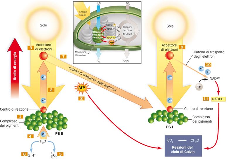 Reazioni della fase luminosa Durante la fase luminosa gli e - si spostano dall acqua al NADP + seguendo un percorso non ciclico, che ha inizio nel fotosistema II (PS II) e