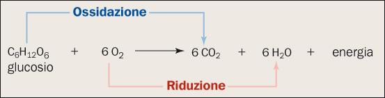 La demolizione del glucosio libera energia La respirazione cellulare è una reazione redox che richiede ossigeno e produce
