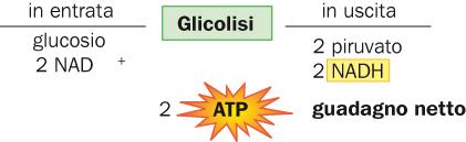 Il bilancio generale della glicolisi Nel complesso, durante la glicolisi ha luogo: il consumo di 2 molecole di ATP;