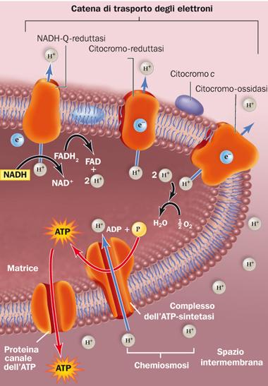 La catena di trasporto degli elettroni Le creste mitocondriali creano un gradiente di H + che porta alla sintesi di ATP con un processo chiamato