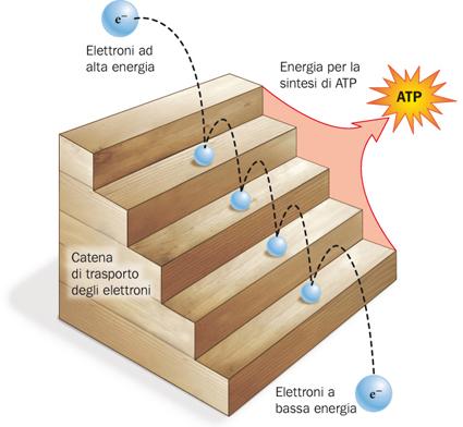 L energia degli elettroni eccitati dalla luce serve per produrre ATP Nella membrana tilacoidale, la clorofilla e