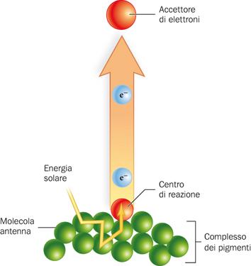 Il ruolo della luce nella fotosintesi è quello di eccitare gli elettroni (e - ) nei fotosistemi.