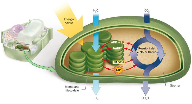 La fotosintesi prevede la fase luminosa e il ciclo di Calvin Le reazioni della fase luminosa avvengono nelle membrane del tilacoide durante le