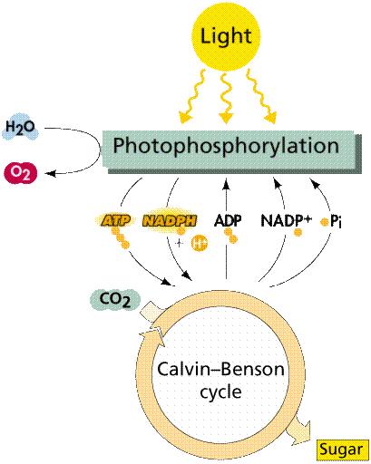 La fotosintesi è un processo compartimentalizzato, costituito da due fasi, dette rispettivamente luminosa e buia, che avvengono in due zone distinte della cellula.