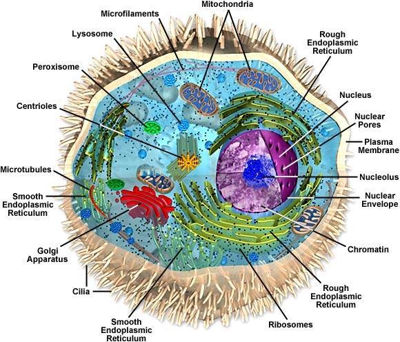 Il metabolismo degli organismi eterotrofi si