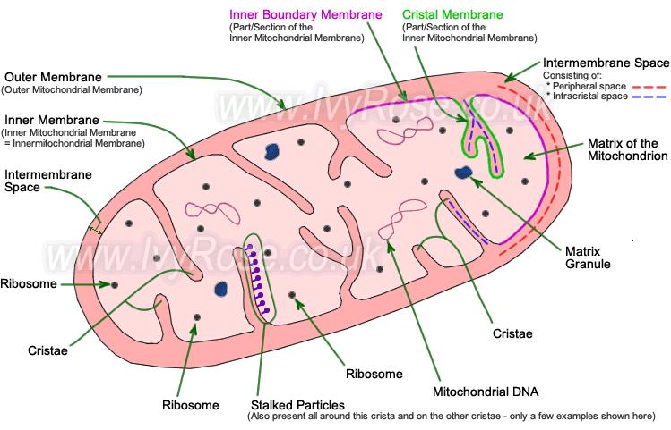 contenuti in molecole organiche da parte di