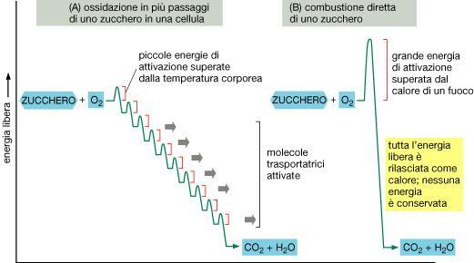 ossidazioni biologiche reazioni di ossidazione: perdita di elettroni