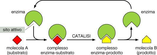 sito catalitico (o