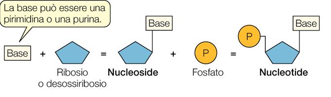 nucleoside = base azotata + zucchero