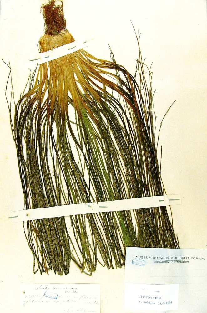 La lista delle entità 1 La prima lista è derivata principalmente dall analisi e dall integrazione di 3 opere: La Flora d Italia di S. Pignatti Flora Europaea (Heywood et al.