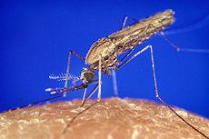 Casi di malaria da importazione in Emilia Romagna: i soggetti più a rischio. Per leggere le altre newsletter e altre informazioni visitare il sito: http://www.ausl.mo.