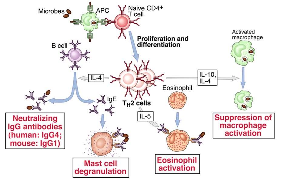 Funzioni effettrici delle cellule Th2 M0 attivato IL-10 Ab neutralizzanti topo IgG1 uomo IgG4 Degranulazione mastociti Attivazione eosinofili Inibizione attivazione M0 Leismaniosi cutanea Leishmania