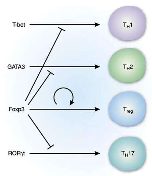 Foxp3 inibisce l attivazione dei fattori