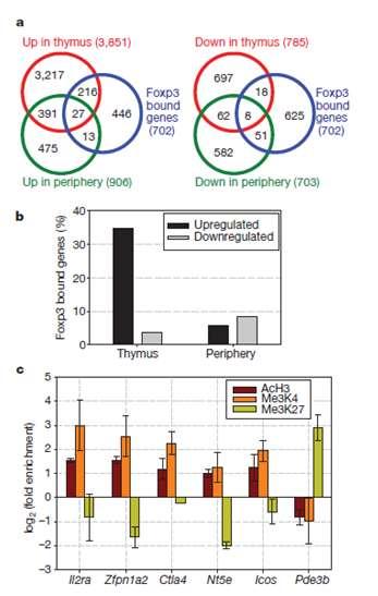 Foxp3 agisce sia come repressore che attivatore trascrizionale Zheng et al, Nature 445: 936, 2007.