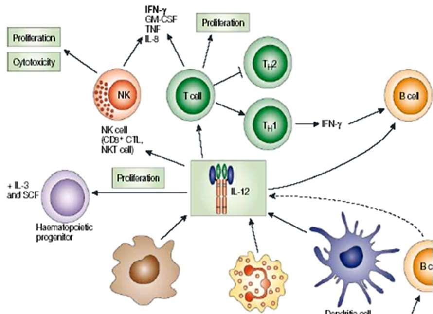 Espressione del recettore per IL-12 solo in cellule recentemente attivate (non ancora differenziate) e in cellule Th1 persa