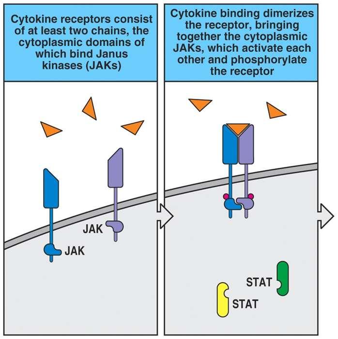 Trasduzione segnale recettori citochine JAnus kinase (JAK) Jak1 Jak2 Jak3 Tyk1 Il dominio citoplasmatico delle catene dei recettori
