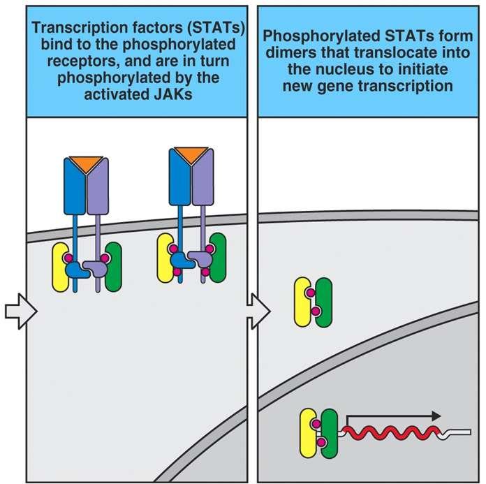 delle catene del recettore Trasduzione segnale recettori citochine Gli STAT legano i domini citoplasmatici fosforilati e vengono