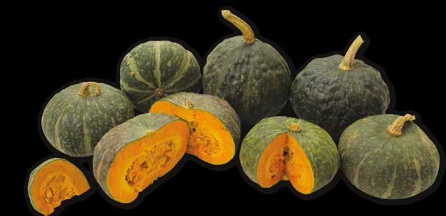 Frutti uniformi con pezzatura superiore alla media : 2,2-3,1 kg. Ciclo : tardivo. Trapianto o semina da metà aprile fino a metà. Conservabilità molto.