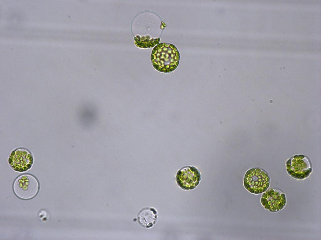 Il protoplasto 3 La cellula vegetale + o come negli animali membrana plasmatica nucleo mitocondri reticolo endoplasmatico