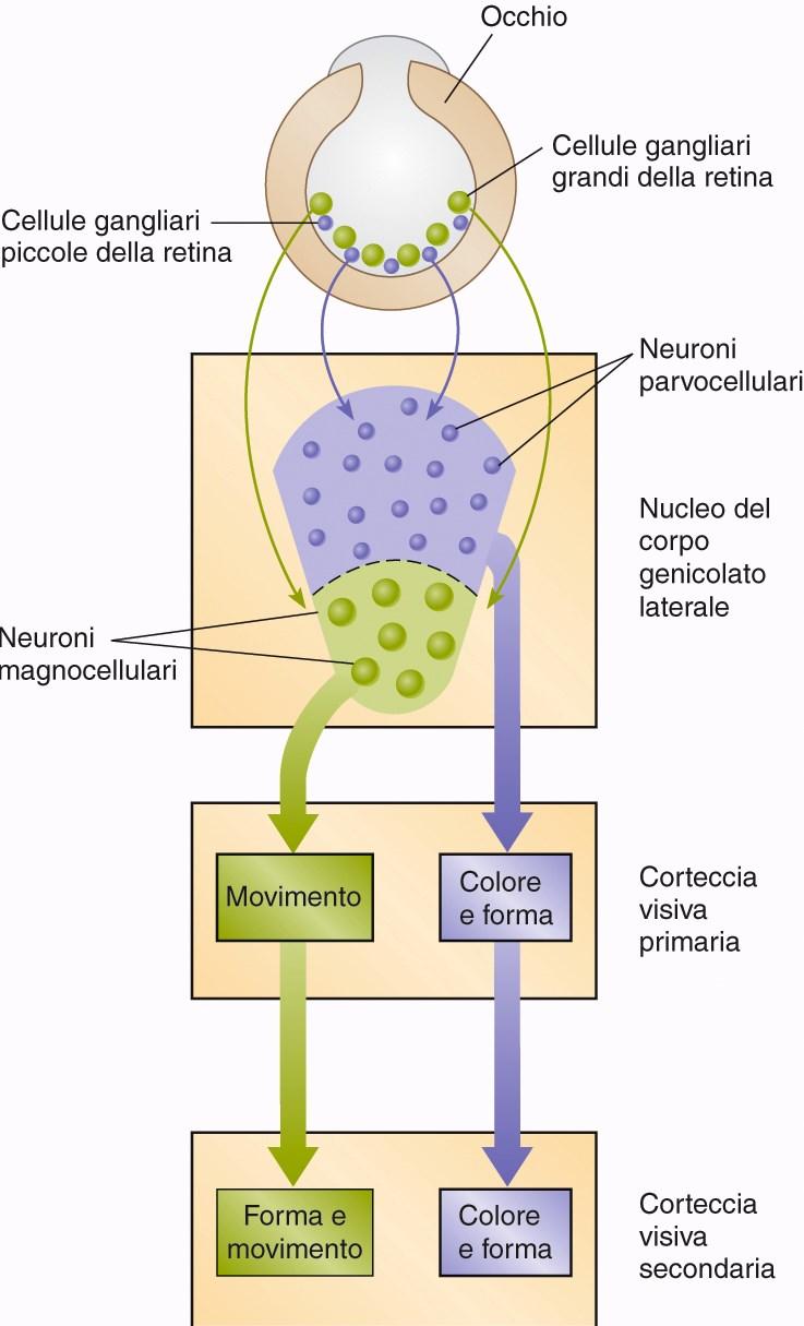 INTEGRAZIONE DELLA VISIONE CROMATICA La teoria tricromatica non è sufficiente a spiegare la percezione dei colori Piccole cellule gangliari: discriminano il messaggio recepito in funzione del colore