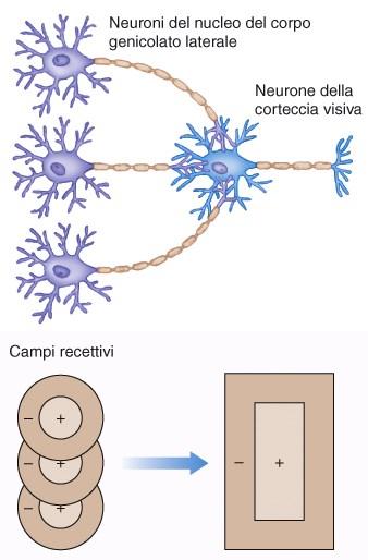 CAMPI RECETTIVI- LGN E CORTECCIA I campi recettivi di LGN sono di forma tondeggiante come quelli delle cellule gangliari Lo stimolo più efficace per i neuroni della corteccia visiva è costituito da