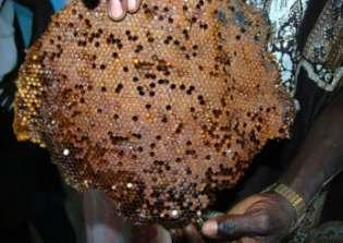 La raccolta del miele I primi favi dietro il