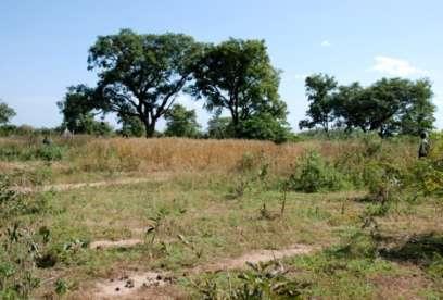 Il progetto apicoltura: prima missione (novembre 2009) È stato individuato il terreno (presso i villaggi