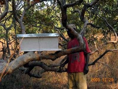 Il progetto apicoltura: dicembre 2009 Le arnie