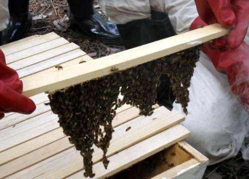 Il progetto apicoltura: missione di valutazione finale (giugno 2010) Le nuove
