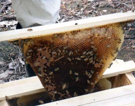 Il progetto apicoltura: missione di valutazione finale (giugno 2010) Le api hanno